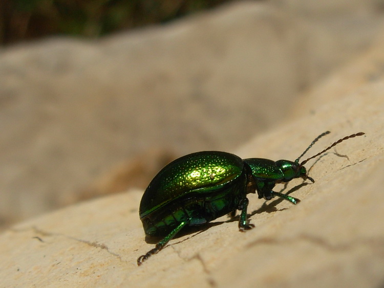 Oreina sp.? Chrysolina herbacea